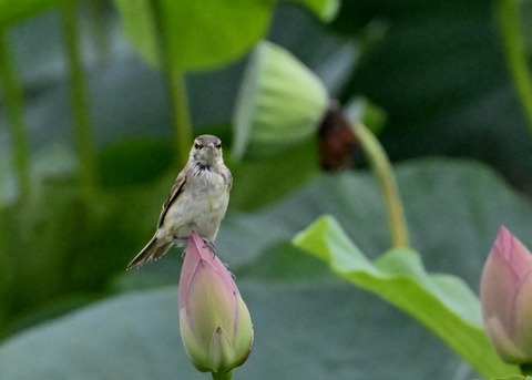 オオヨシキリ1612