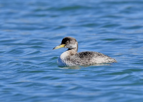 アカエリカイツブリ冬羽3587