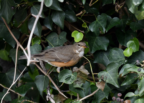 マミチャジナイ4426