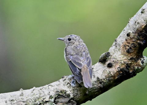 キビタキ幼鳥2134