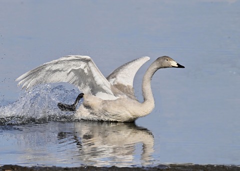オオハクチョウ幼鳥3191