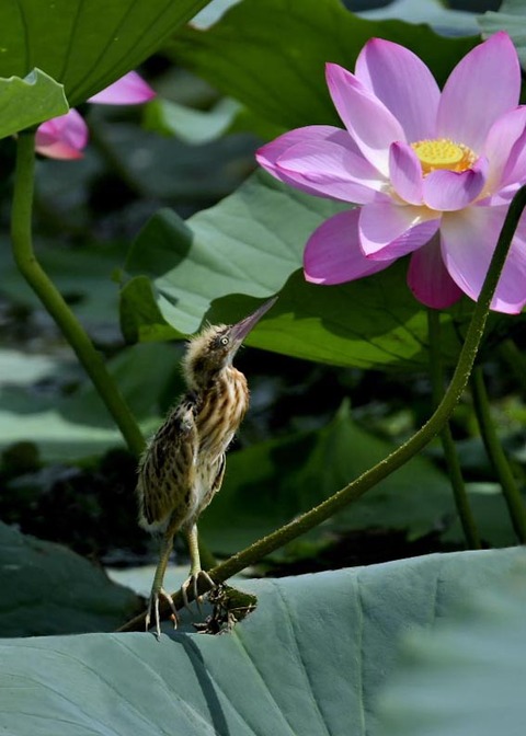 ヨシゴイのヒナ9724