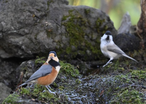 コガラ&ヤマガラ0599