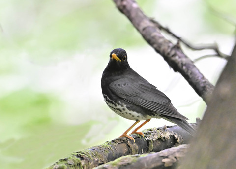 クロツグミ♂0026