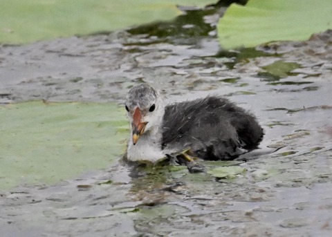 オオバンのヒナ6910