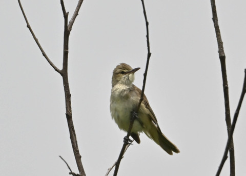 オオヨシキリ1382