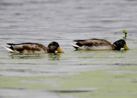 マガモ♂エクリプス1971-ss