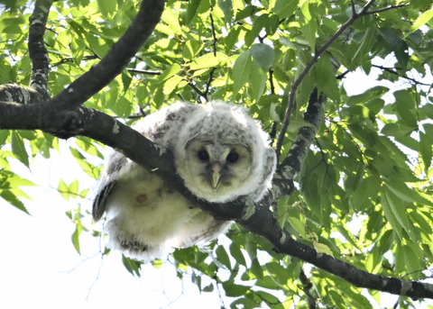 フクロウのヒナ6098