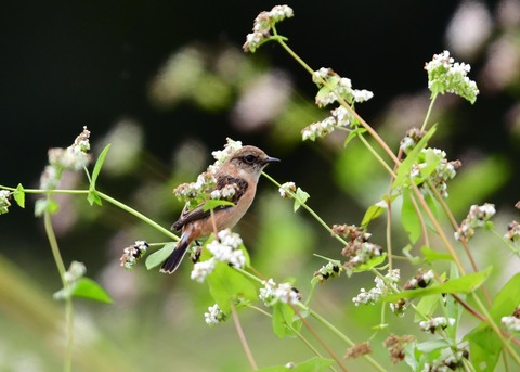 ノビタキ♀冬羽4017