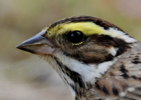 キマユホオジロ♀3730