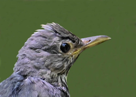 クロツグミ♂幼鳥5001