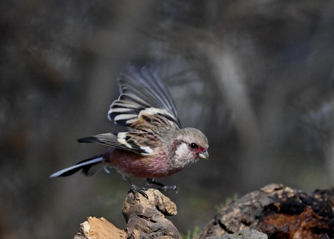 ベニマシコ♂5435