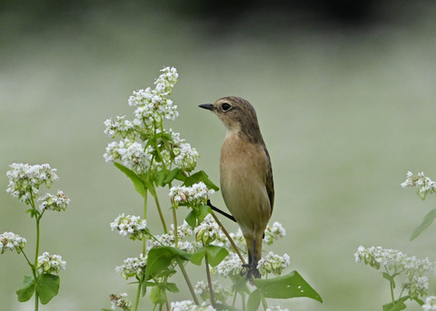ノビタキ♀5392