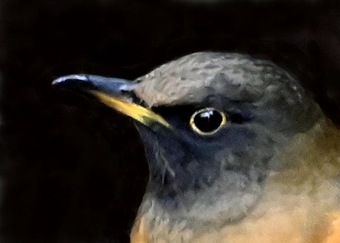 オオアカハラ5000(5316)