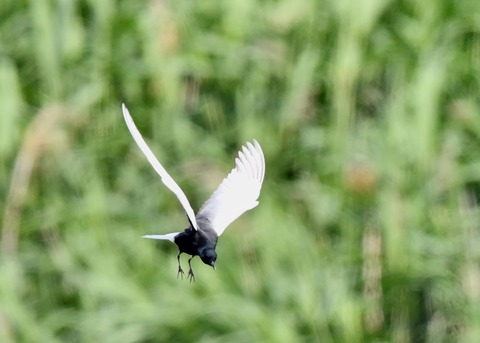 ハジロクロハラアジサシ0109