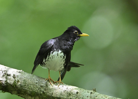 クロツグミ♂0461