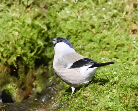 ウソ♀3384