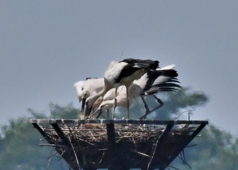 コウノトリ(ひかる)とヒナ0083