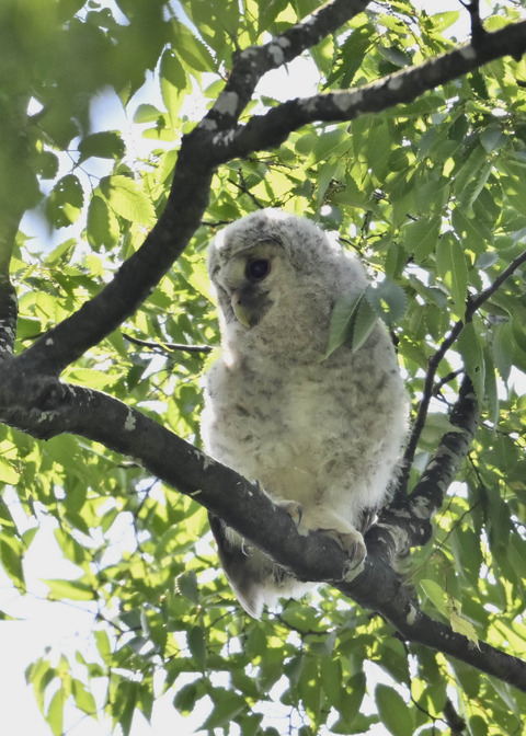 フクロウのヒナ6575