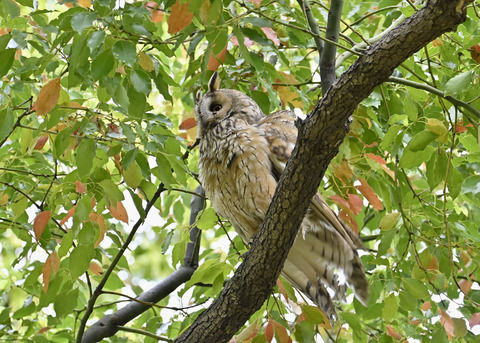 トラフズク♂3886