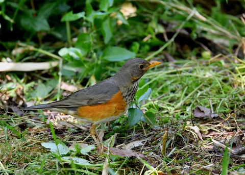 カラアカハラ若♂4715