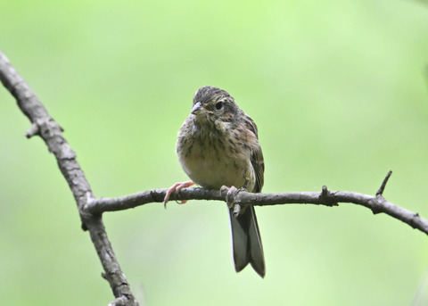 ホオジロ幼鳥3490