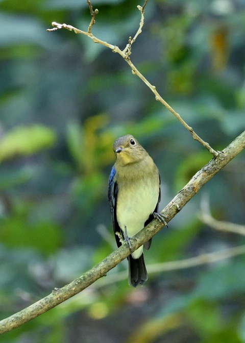 オオルリ♂若鳥0794