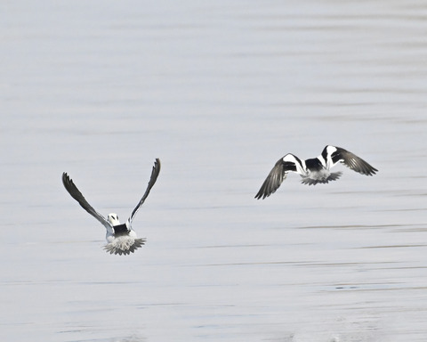 飛ぶミコアイサ♂4995