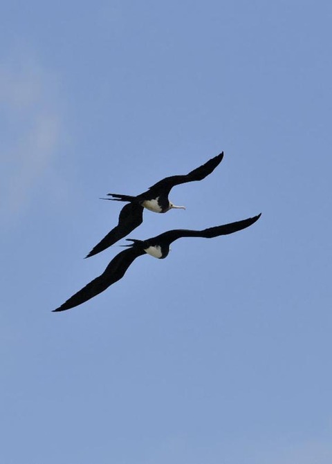 オオグンカンドリ6055