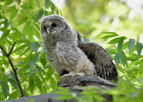 フクロウのヒナ0957