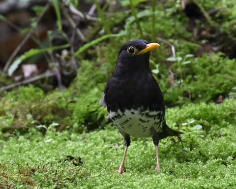 クロツグミ♂5804