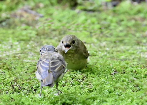キビタキ幼鳥4160