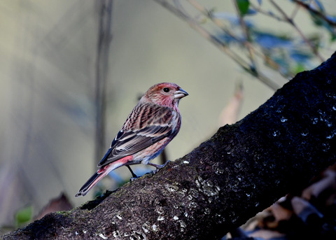 オオマシコ若鳥9195