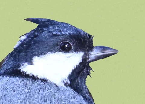 シジュウカラ7001