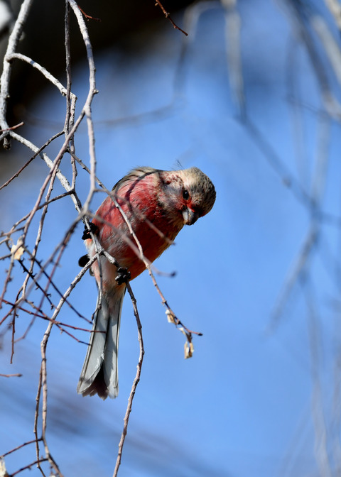 ベニマシコ♂1310