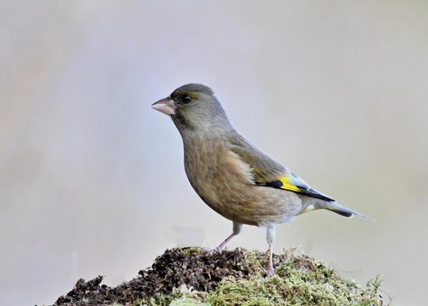 オオカワラヒワ7709