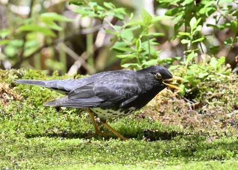 クロツグミ♂2943