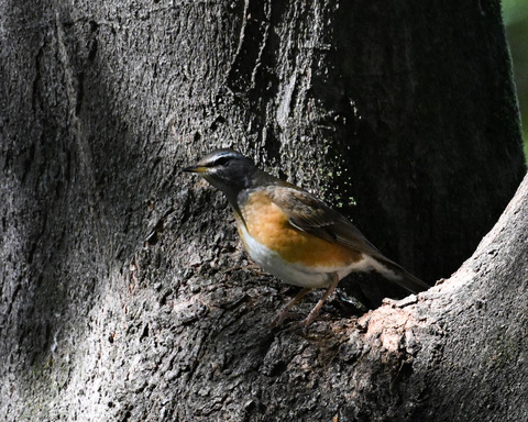 マミチャジナイ0799