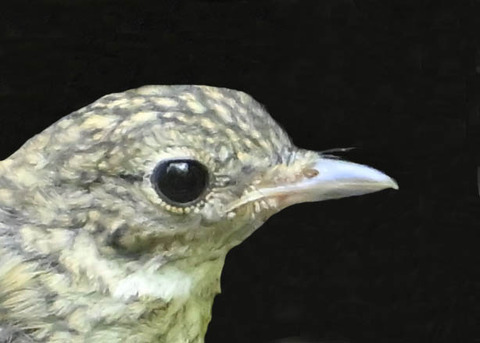 オオルリ♀幼鳥9001