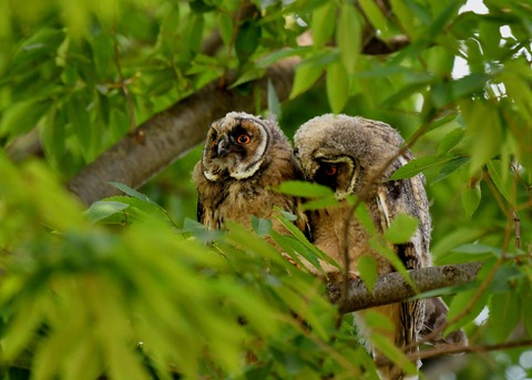 トラフズクのヒナ①②③6555