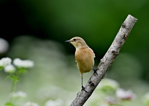 ノビタキ♀6818