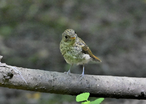 キビタキ幼鳥4632