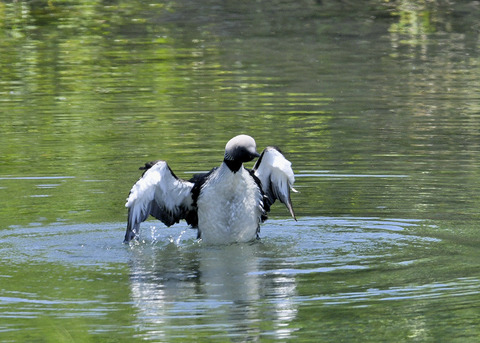 羽ばたく・シロエリオオハム9403