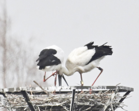 コウノトリのペアー6758