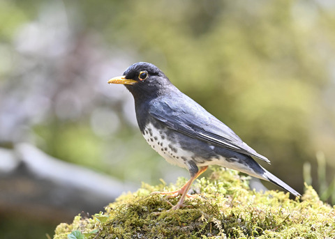 クロツグミ♂5607