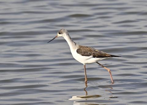 セイタカシギ幼鳥3907