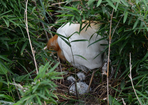 アマサギ7277