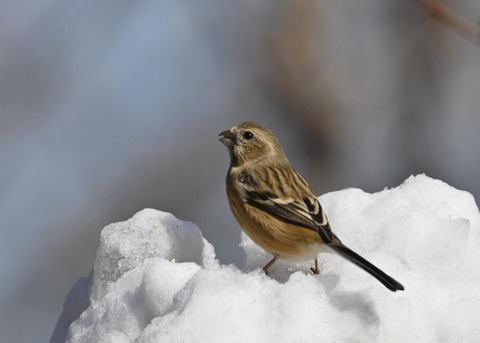 ベニマシコ♀2528