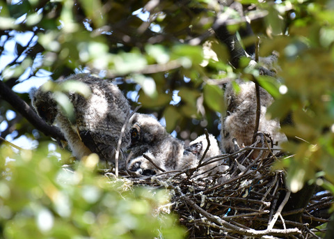 トラフズクのヒナ①～⑤5846