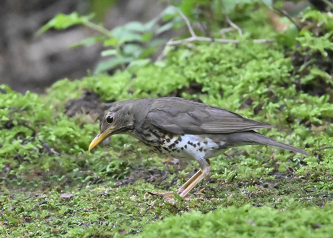 クロツグミ♀9082